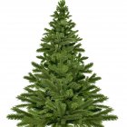 christmas tree 1792267 1920